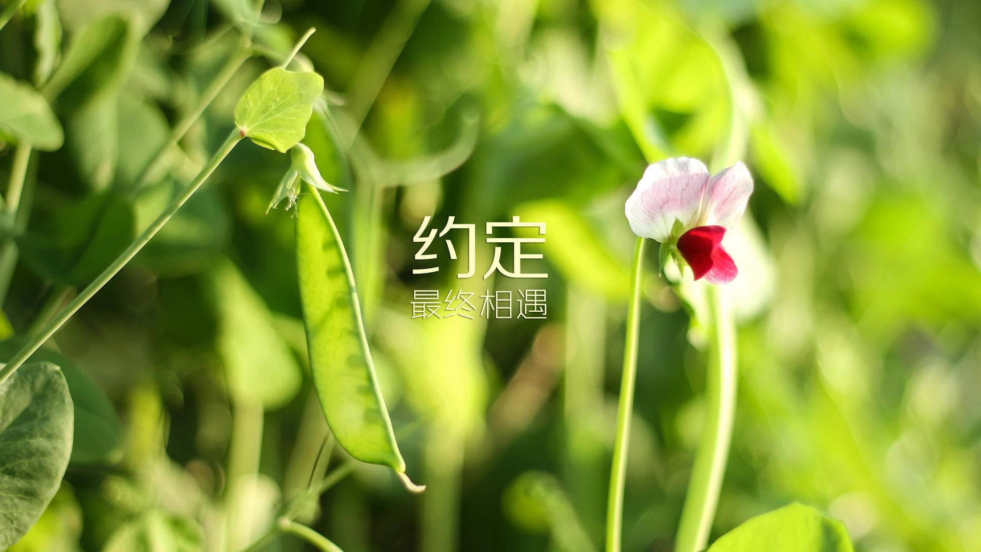 AYX GAME-特色篮球文化产品获得市场热捧，助力产业升级，篮球产品的策划方案